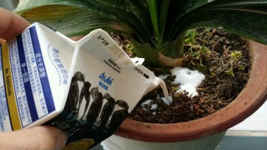 过期饮料能浇花吗 饮料兑水可以浇花吗