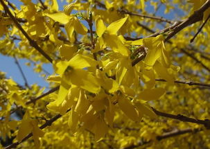 迎春花的花语和寓意 迎春花花语及代表意义