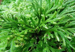 还魂草一斤价格 还魂草能治哪些病