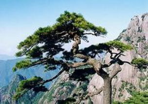 送客松死亡原因 送客松死亡后图片