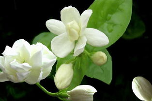 送男孩子茉莉花什么寓意 送君茉莉请君莫离全诗