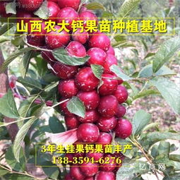连翘5号和3号有啥区别 连翘苗5号好还是3号好养
