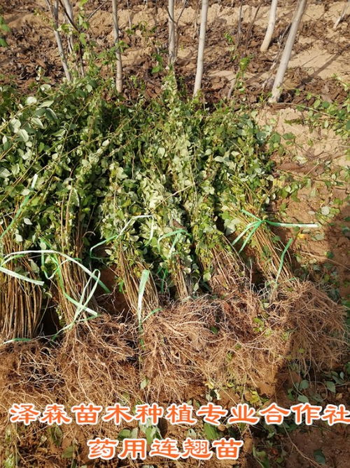 连翘树苗几年可以结果 连翘树苗一亩地多少苗