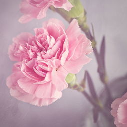 送妈妈康乃馨一般送几朵 送康乃馨的十大禁忌