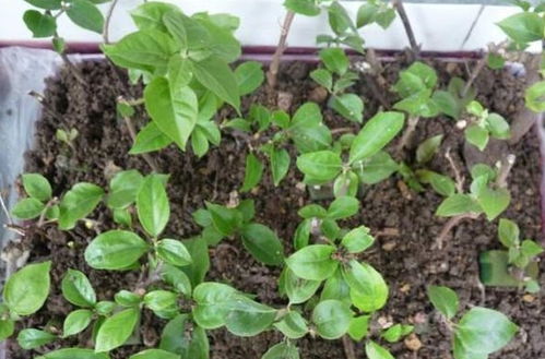 连翘扦插几天生根 连翘几月份扦插成活率高