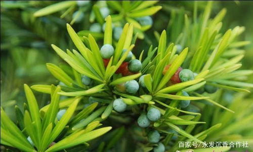 适合北方种的罗汉松品种 罗汉松哪种最名贵