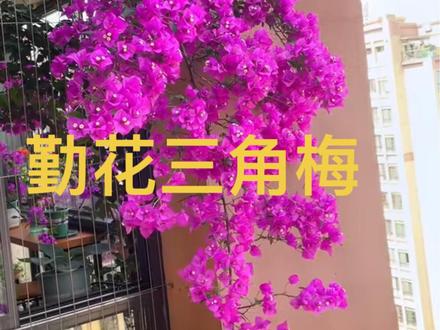 适合做高杆飘枝的三角梅 三角梅软枝下垂的品种