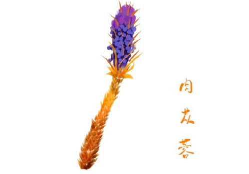 酒苁蓉对女子有什么作用 酒苁蓉三种人不能吃