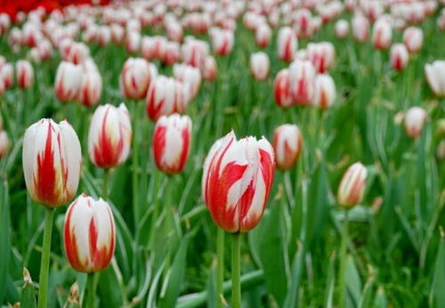 郁金香的种植方法和时间 郁金香每7一8月可以种植吗