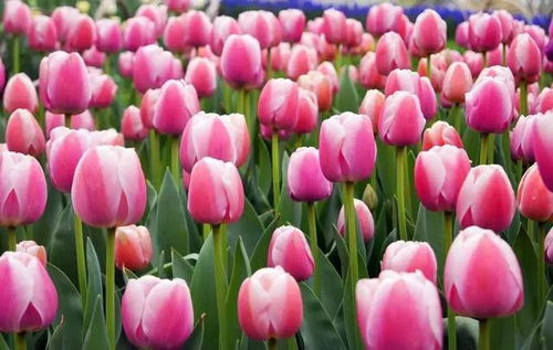 郁金香花谢后不挖行吗 地栽郁金香不挖的后果