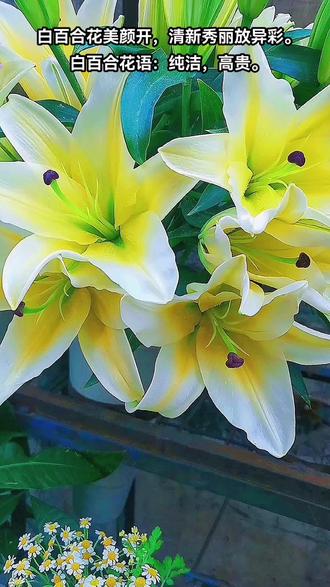 郁金香种球水培方法 水培郁金香正确养法