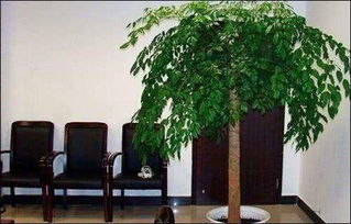 适合办公室的高大绿植 领导办公室大盆绿植推荐