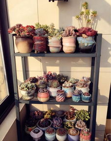 配土用粗沙还是细沙 种花要细沙还是粗沙