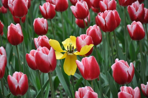 郁金香有蓝色的吗 郁金香蓝色代表什么