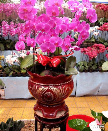 适合乔迁的鲜花 搬家乔迁花束图片大全