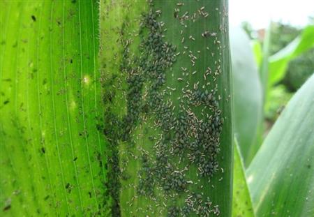 酒精杀死蚜虫最好办法 治蚜虫最快最好的农药