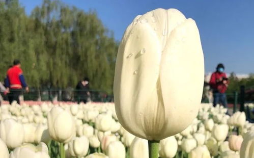 郁金香代表着什么 郁金香一般送给什么人