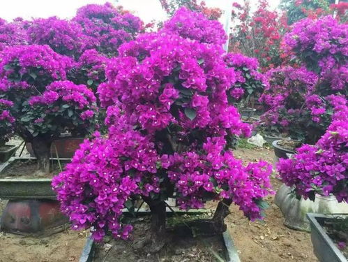 重瓣红三角梅 家里千万不能养三角梅