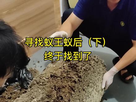 酢浆草花语唯美 酢浆草不好的寓意