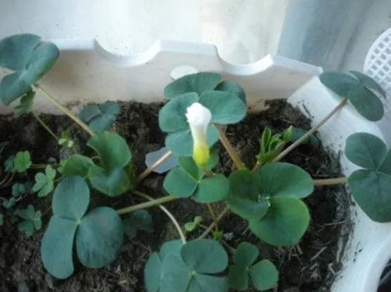 酢浆草夏天需要挖出来吗 酢浆草夏天枯萎了怎么办