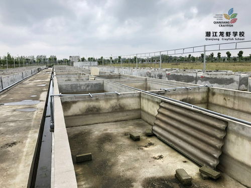 野外的小虾抓回来怎么养 虾怎么产卵生小虾