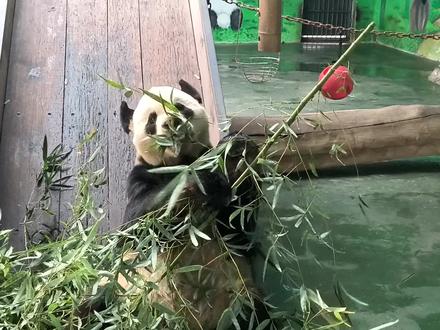 醒花只醒了三个小时可以吗 怎么判断醒花醒好了