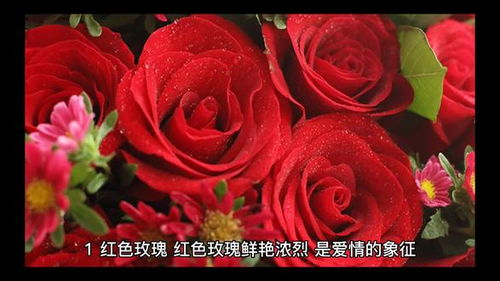 酢浆草寓意和花语 酢浆草的风水作用