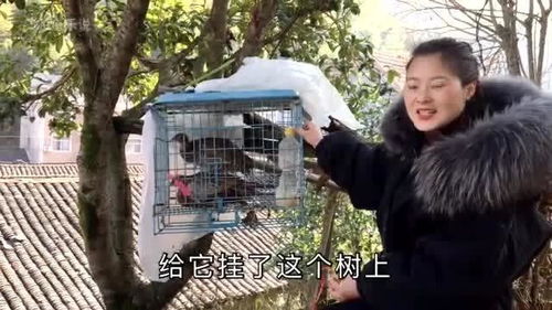 野山鸡一般多少斤一只 家养野鸡多少一斤