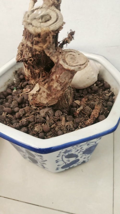 重瓣太阳花第二年还会开花吗 重瓣太阳花的缺点