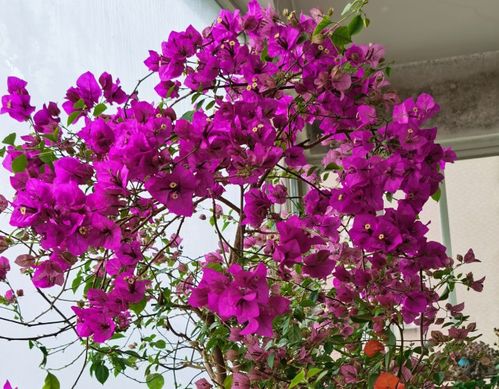 金心双色三角梅是勤花品种吗 三角梅勤花第一名