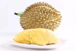 金枕榴莲到几月结束 金枕榴莲几月份大量上市