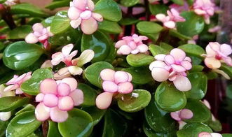 金枝玉叶一年能开几次花 金枝玉叶为啥有毒