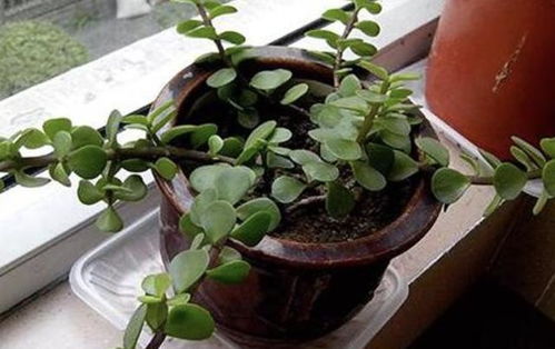 金枝玉叶开花吗 如何让金枝玉叶开花