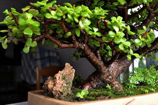 金枝玉叶最娇贵解生肖 金枝玉叶最准确一肖