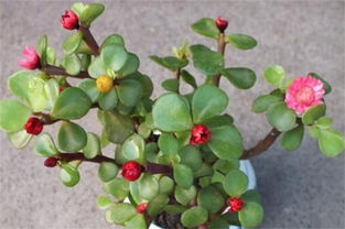 金枝玉叶准数字 金枝玉叶精准一肖