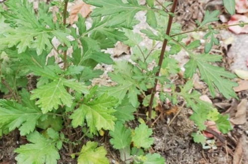 野艾蒿和艾草怎样分别 野艾蒿是不是就是艾草