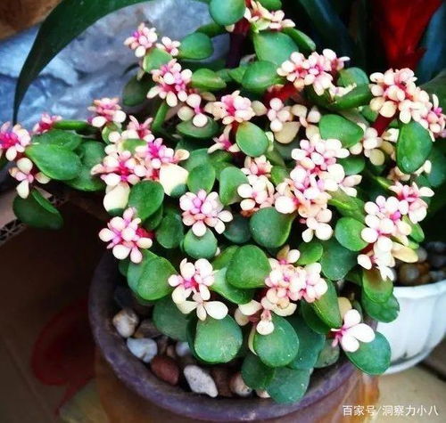 金枝玉叶开花吗几年开花 如何让金枝玉叶开花