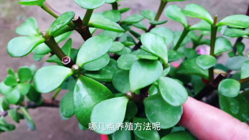 金枝玉叶扦插后几天能浇水 金枝玉叶夏天可以扦插吗