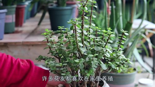 金枝玉叶怎么不变红了 金枝玉叶绿了能恢复吗