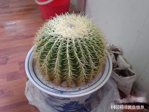 金虎仙人球怎么繁殖小球 金琥怎么切顶繁殖