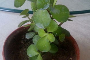 金枝玉叶缺水的症状 金枝玉叶浇水的正确方法