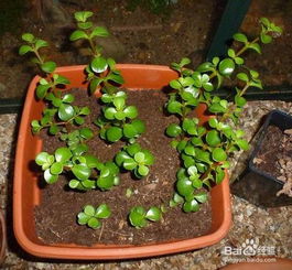 金枝玉叶的扦插方法 金枝玉叶夏天可以扦插吗