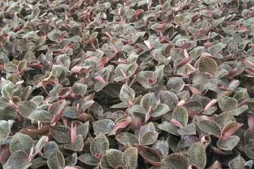 金线莲4500骗局 金线莲种植有人被骗吗？