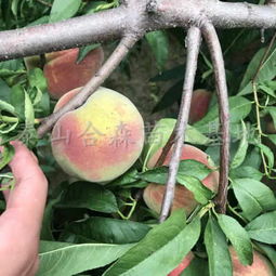 金秋红蜜桃几个品种 金秋红蜜桃几月上市