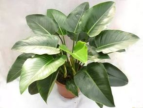 金钻开什么样的花 金钻为什么不能养家里