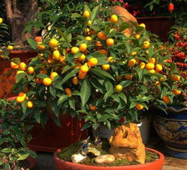 金桔开花怎么保花保果 金桔开过花后小果实会掉