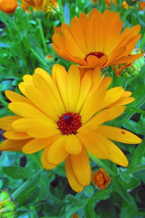 金盏花是菊花吗 金盏花别名叫什么