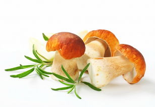 金线莲相克食物 金线莲一次泡几根