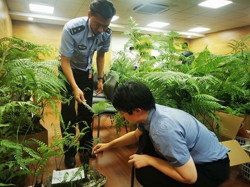 金毛狗蕨价格一览表 野生金毛狗蕨1万元