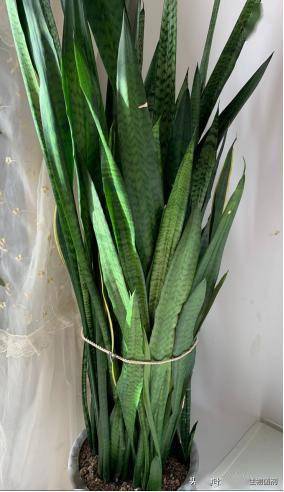 金边虎皮兰寓意和象征 虎皮兰的风水大忌属相